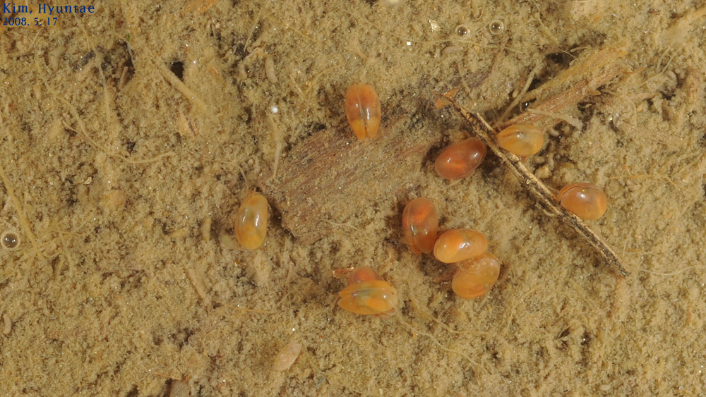 Представитель Семейства Cytheromatidae